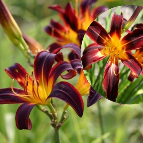Hemerocallis 'Black Plush' - Päevaliilia 'Black Plush' P9/0,55l  